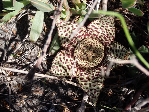 Ceropegia mixta