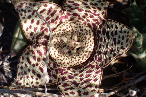 Ceropegia mixta