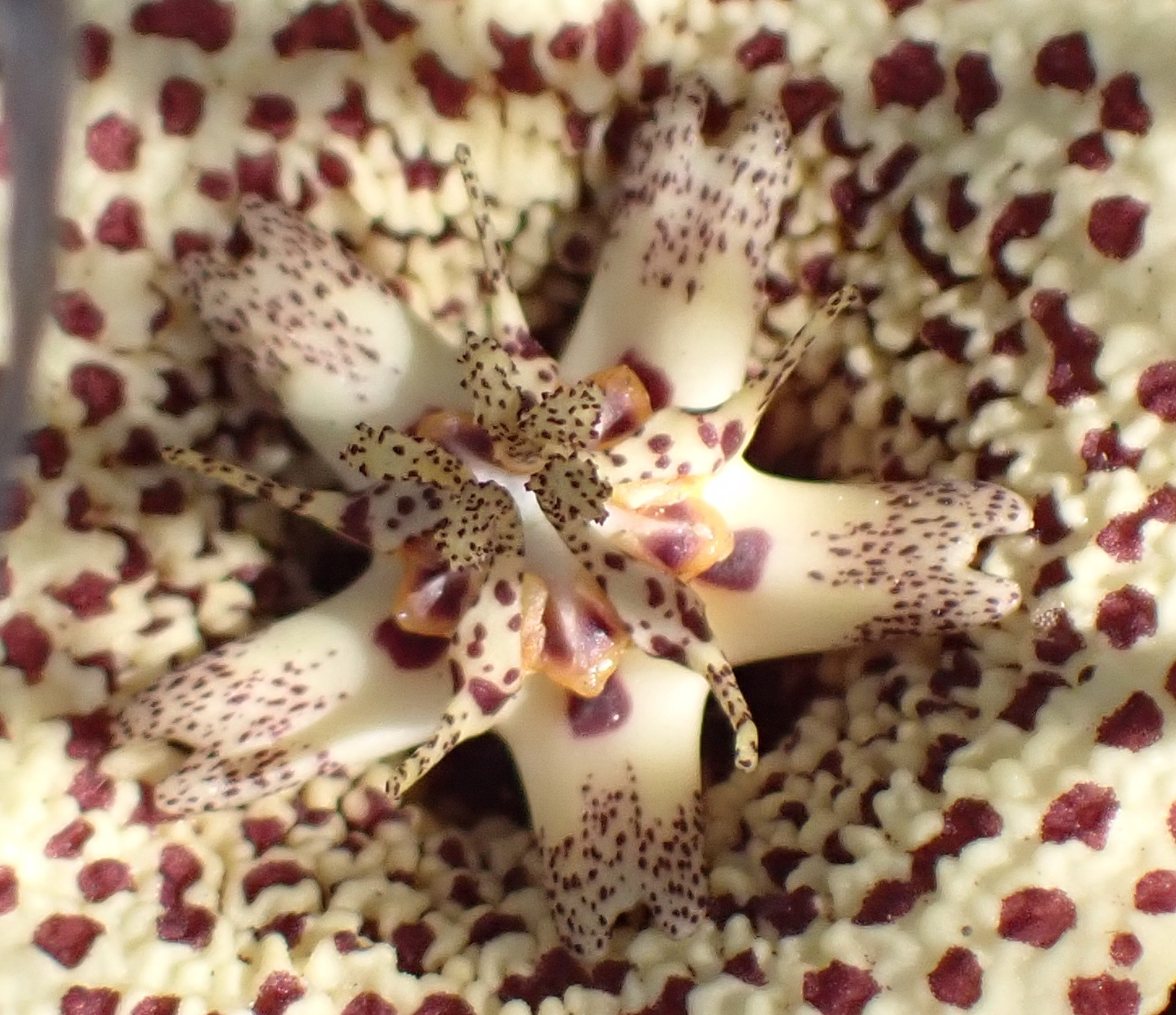 Variegated Carrion-Flower (Orbea variegata)