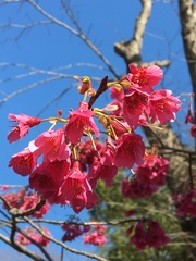 Prunus