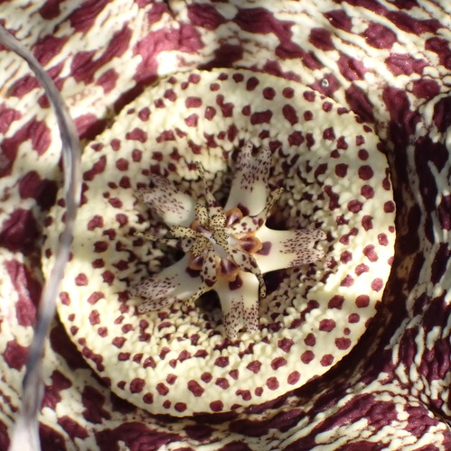 Ceropegia mixta