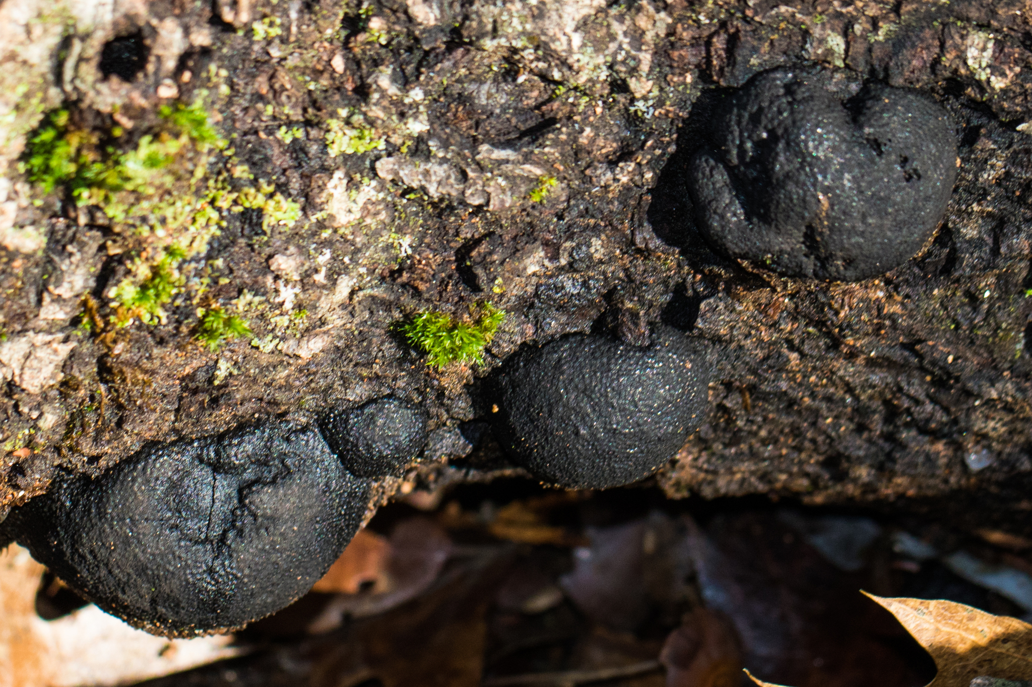Annulohypoxylon thouarsianum image