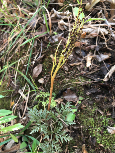 Sceptridium biforme (Sceptridium biforme)