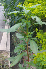Balsaminaceae