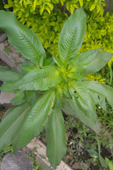 Balsaminaceae