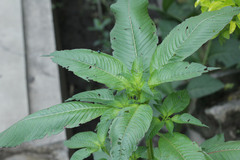 Balsaminaceae