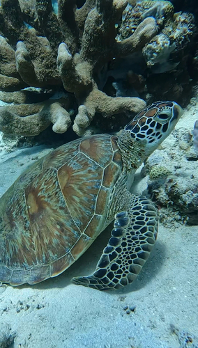 Chelonia mydas