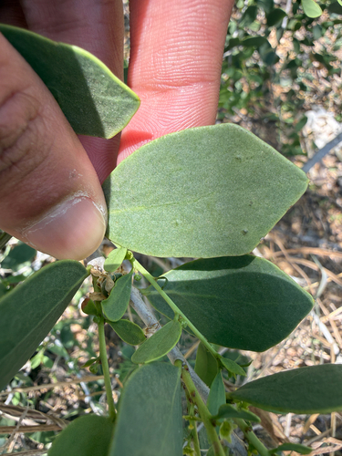 Florida Mayten (Maytenus phyllanthoides)