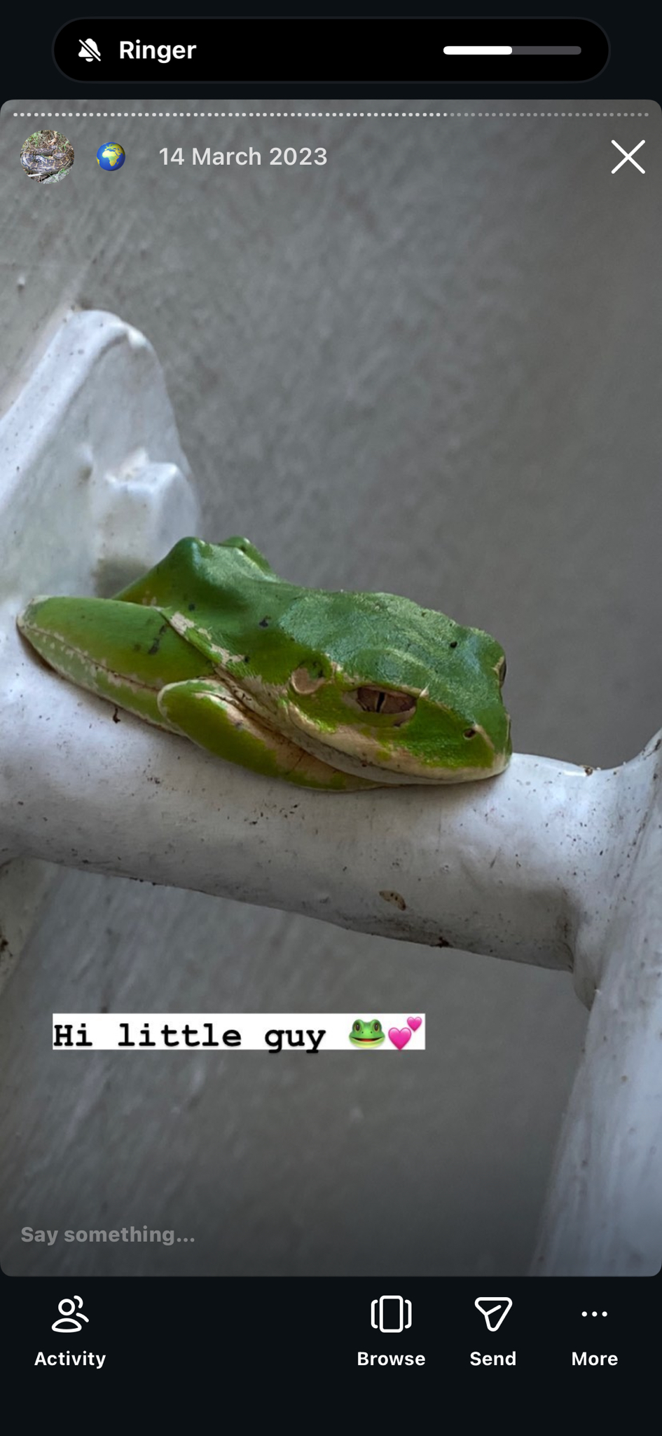 Leptopelis natalensis (Smith, 1849)