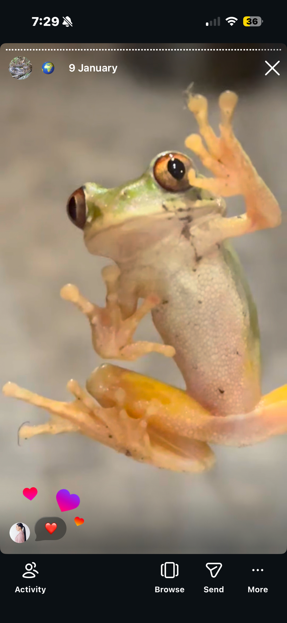 Leptopelis natalensis (Smith, 1849)