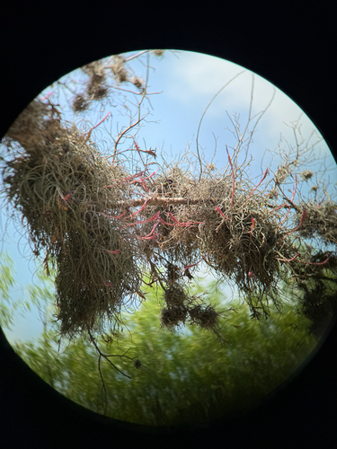 Bailey's ballmoss (Tillandsia baileyi)