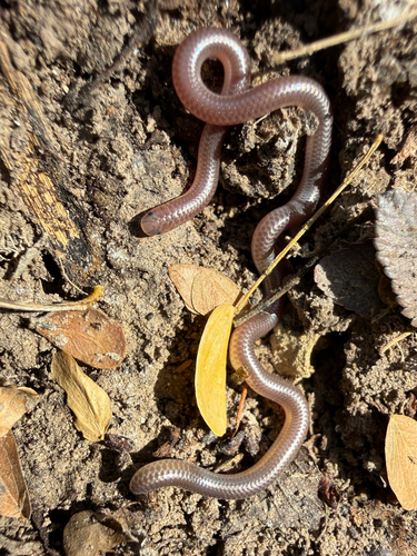 Texas Blind Snake