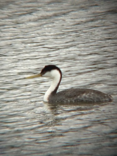 iNaturalist observation photo of Western Grebe
