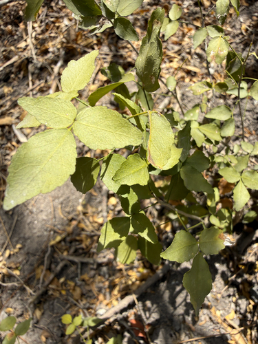Texas torchwood (Amyris texana)
