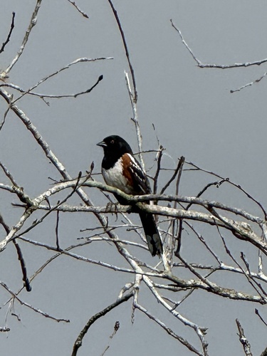iNaturalist observation photo of Spotted Towhee