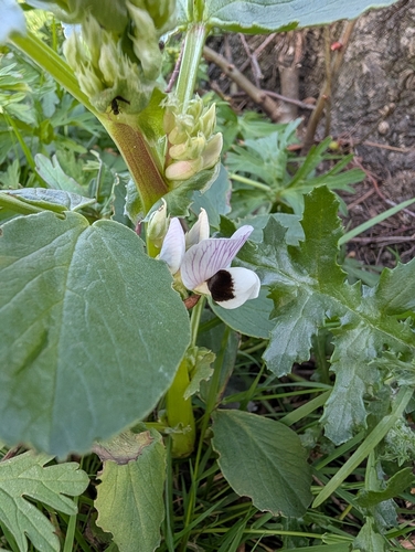 fava bean (Vicia faba)