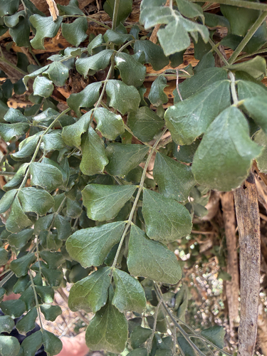 Amyris madrensis, photograph 1