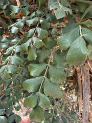 Amyris madrensis, photograph (c) Rajan Rao, some rights reserved (CC BY)
