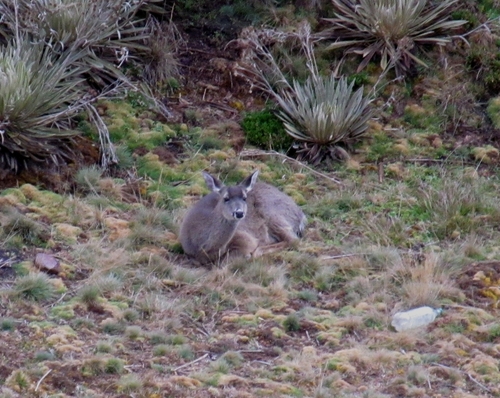 Páramo White-tailed Deer