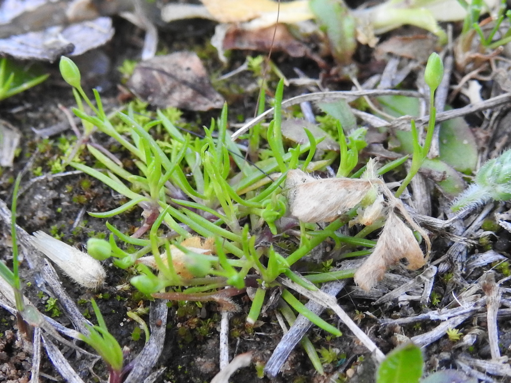 trailing pearlwort from West Meadowbrook, Fort Worth, TX, USA on March ...