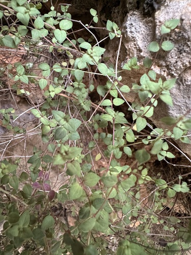 Micromeria filiformis, photograph 2