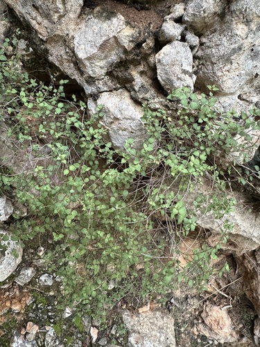 Micromeria filiformis, photograph 3