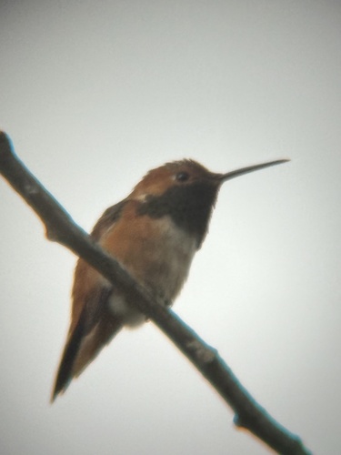 iNaturalist observation photo of Rufous Hummingbird