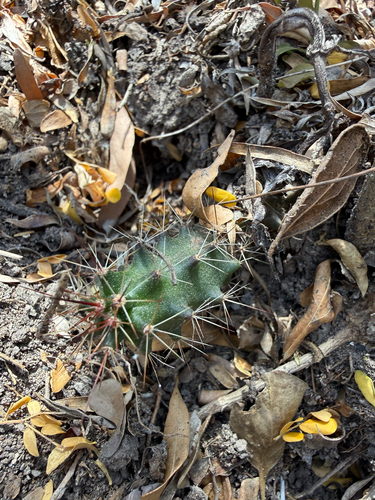 Berlandier's Hedgehog Cactus (Echinocereus berlandieri)