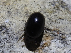 Nosodendron unicolor
