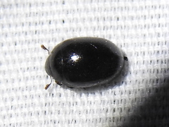 Nosodendron unicolor