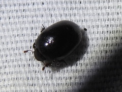 Nosodendron unicolor