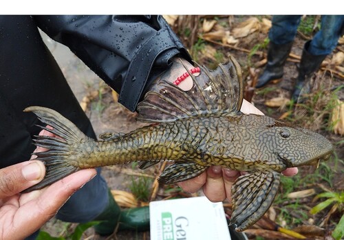 Honeycomb Pleco