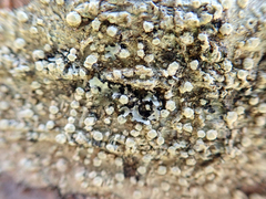 Pertusaria puffina