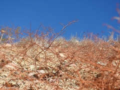 Eriogonum deflexum deflexum