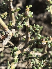 Tetraena
