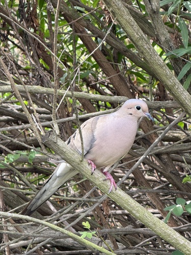 iNaturalist observation photo of Mourning Dove