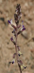 Astragalus layneae