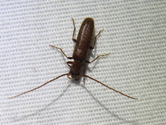 Sparedrus aspersus