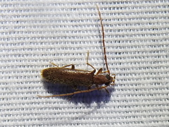 Sparedrus aspersus