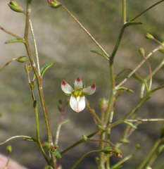 Nemacladus orientalis