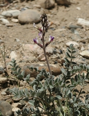 Astragalus layneae