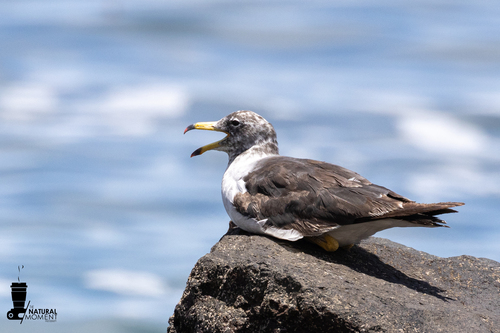 Belcher's Gull (Larus belcheri)