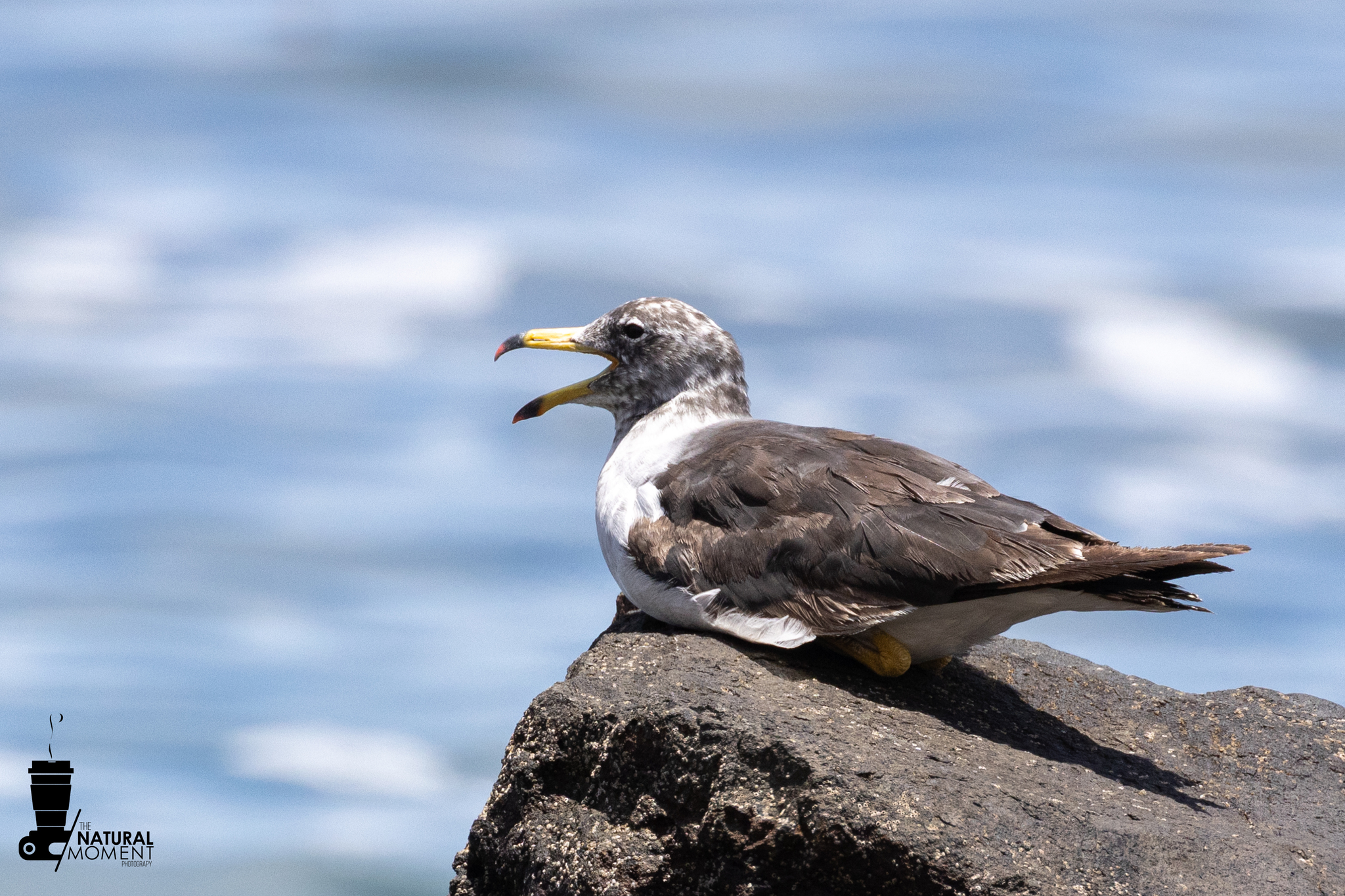 Belcher's Gull (Larus belcheri), photo 1