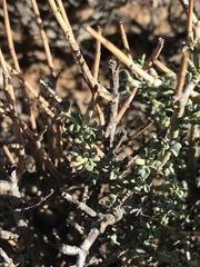 Tetraena