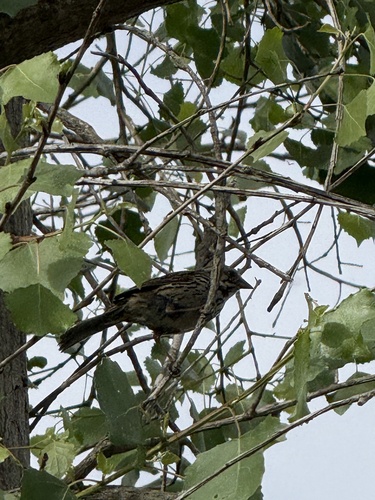 iNaturalist observation photo of Lincoln's Sparrow
