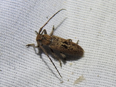 Ataxia crypta