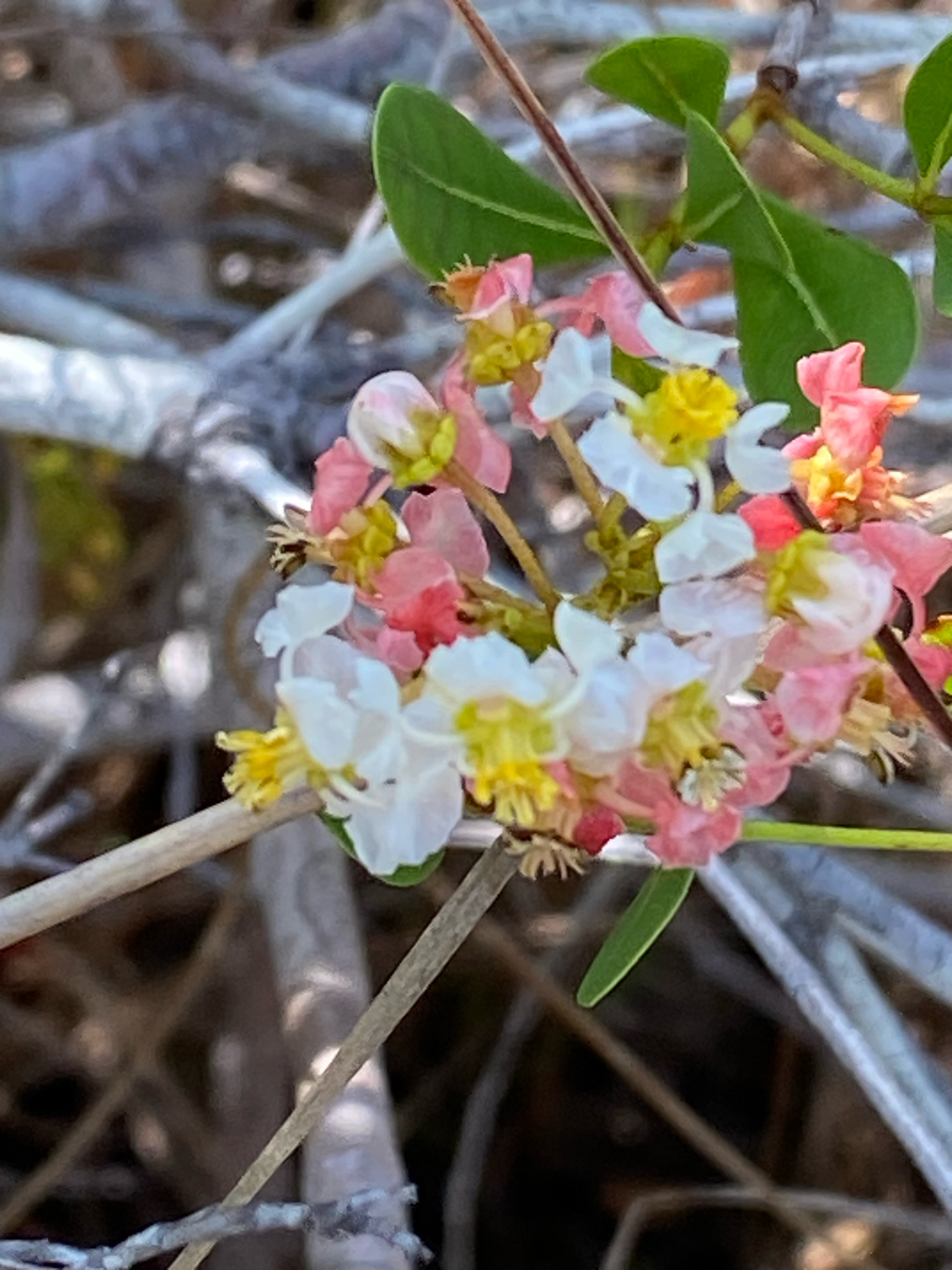 Locustberry (Byrsonima lucida)