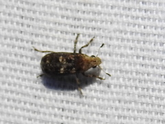 Euparius paganus