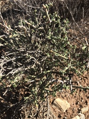 Tetraena