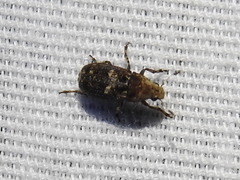 Euparius paganus